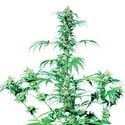 Early Girl (Sensi Seeds) regolare