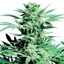 Shiva Skunk (Sensi Seeds) Regolare