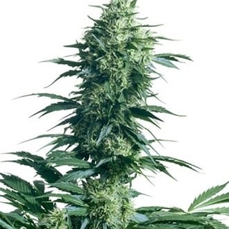 Mother's Finest (Sensi Seeds) Regolare