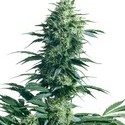 Mother's Finest (Sensi Seeds) Regolare