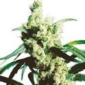 Silver Haze (Sensi Seeds) Regolare