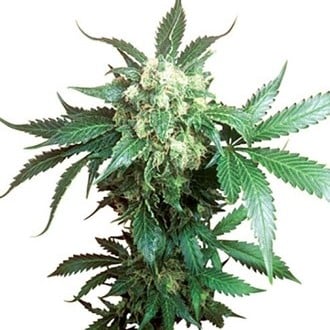 Black Domina (Sensi Seeds) Regolare