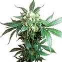 Black Domina (Sensi Seeds) Regolare