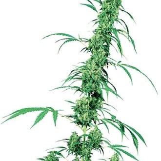 Fruity Juice (Sensi Seeds) Regolare