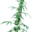 Fruity Juice (Sensi Seeds) Regolare