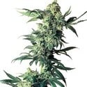 Northern Lights (Sensi Seeds) regolare