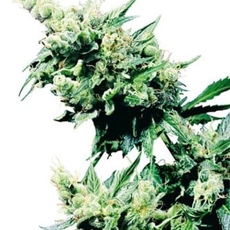 Hash Plant (Sensi Seeds) Regolare