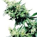 Hash Plant (Sensi Seeds) Regolare