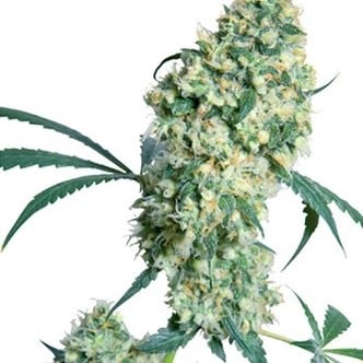 Ed Rosenthal Super Bud (Sensi Seeds) Regolare