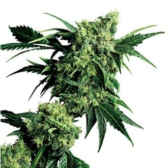 Mr. Nice G13 x Hash Plant (Sensi Seeds) regolare