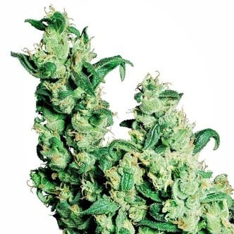 Jack Herer (Sensi Seeds) regolare