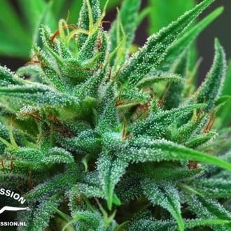 Passion 1 (Dutch Passion) femminizzata