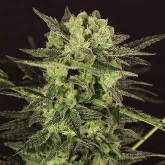 AUTO MK-Ultra® Kush (T.H. Seeds) Femminizzata