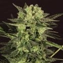 AUTO MK-Ultra® Kush (T.H.Seeds) Femminizzata