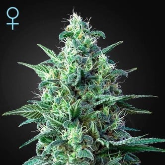 White Widow Auto CBD (Greenhouse Seeds) Femminizzata