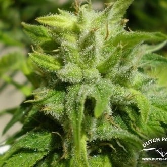 Euforia (Dutch Passion) femminizzata