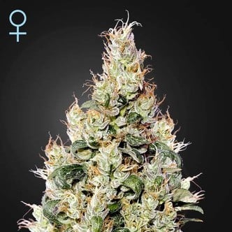 Exodus Cheese Auto CBD (Greenhouse Seeds) Femminizzata