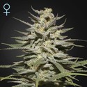 Super Lemon Haze CBD (Greenhouse Seeds) Femminizzata