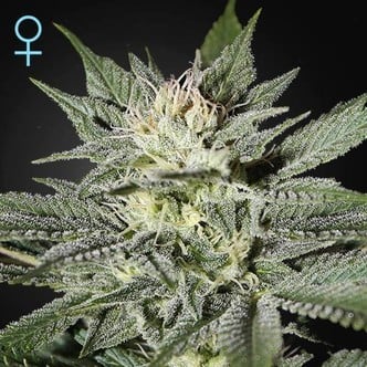 King's Kush CBD (Greenhouse Seeds) Femminizzata