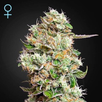 King's Kush Autofiorente CBD (Greenhouse Seeds) Femminizzata