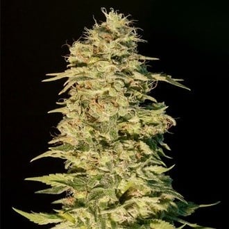 OG Lemon Bilbo (Genehtik Seeds) femminizzata