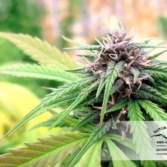 Hollands Hope (Dutch Passion) femminizzata