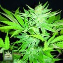 Homegrown Lowryder (Homegrown Fantaseeds) femminizzata