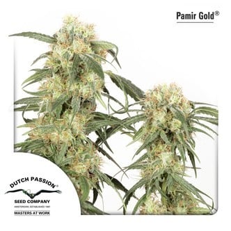 Pamir Gold (Dutch Passion) femminizzata