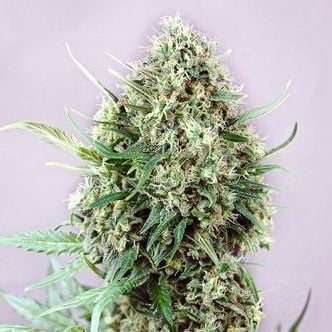 Jack Diesel Auto (Positronics) Femminizzata