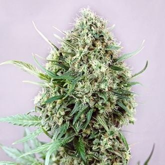 Jack Diesel Auto (Positronics) Femminizzata