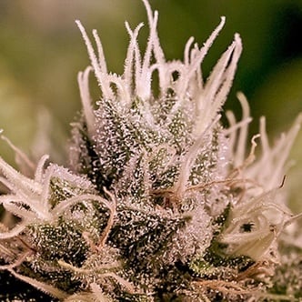 Jack Diesel Auto (Positronics) Femminizzata