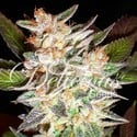 Delicious Candy Auto (Delicious Seeds) Femminizzata