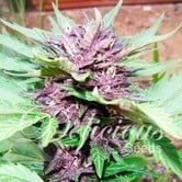Auto Dark Purple (Delicious Seeds) Femminizzata