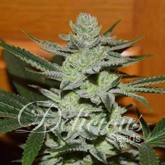 Desconocida Kush (Delicious Seeds) Femminizzata