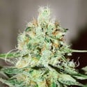 Jägg Kush (Delicious Seeds) femminizzata