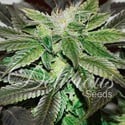 Sugar Candy (Delicious Seeds) femminizzata