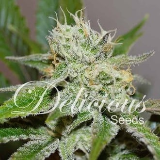 Original Juan Herer (Delicious Seeds) Femminizzata