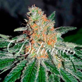 CBD Jam (Delicious Seeds) Femminizzata