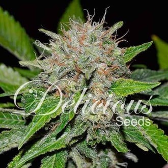 Deep Mandarine (Delicious Seeds) femminizzata