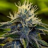 Afghan Express (Positronics) femminizzata