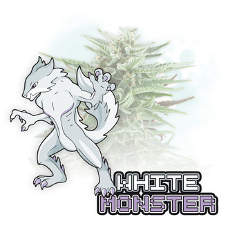 White Monster Auto (Zamnesia Seeds) femminizzata