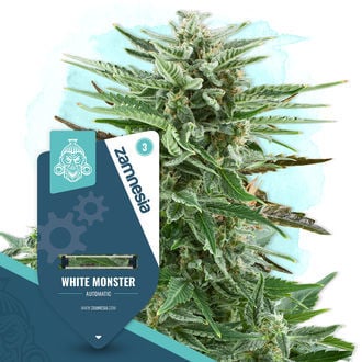 White Monster Automatic (Zamnesia Seeds) femminizzata