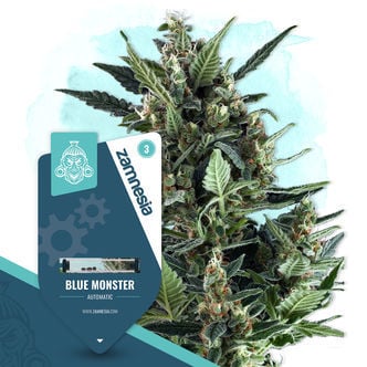 Blue Monster Automatica (Zamnesia Seeds) Femminizzata