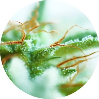 Early Sativa (Top Tao Seeds) Regolare