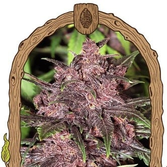 Black Haze (Exotic Seed) femminizzata