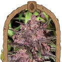 Black Haze (Exotic Seed) femminizzata