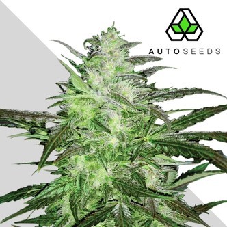 Auto Chemdog (Auto Seeds) Femminizzati