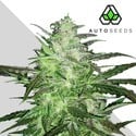 Auto Chemdog (Auto Seeds) Femminizzati