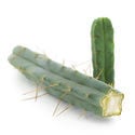 Cactus dei Quattro Venti (Echinopsis lageniformis forma quadricostata)