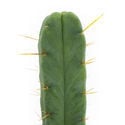Cactus dei Quattro Venti (Echinopsis lageniformis forma quadricostata)